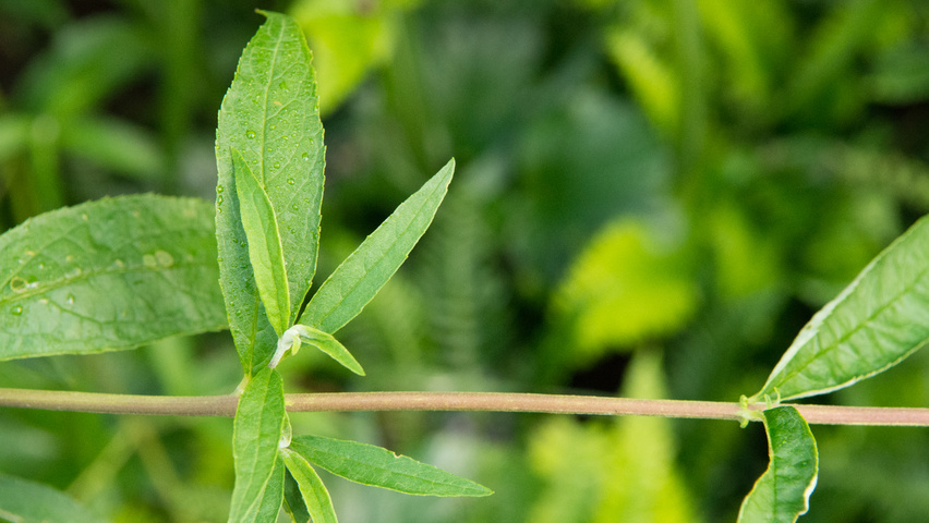 Buddleja davidii 'Nanho Blue' rameaux