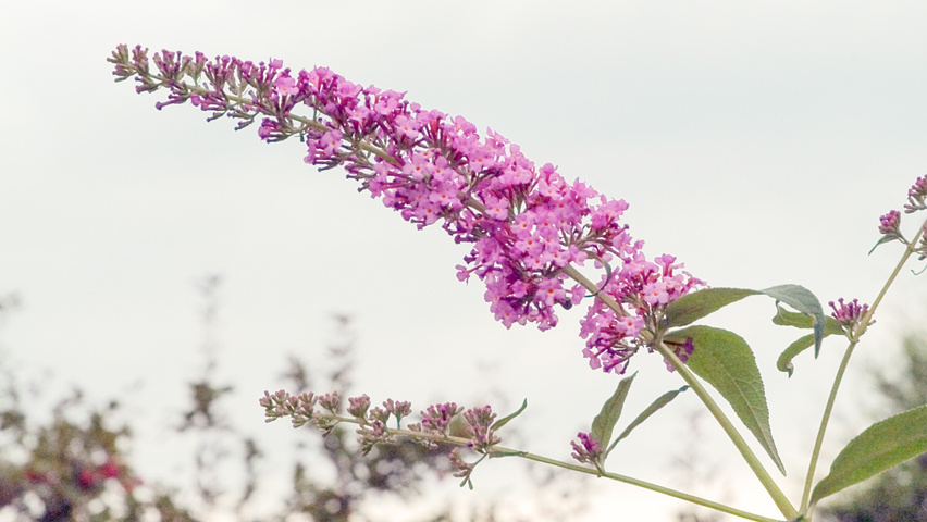 Buddleja davidii 'Pink Delight' цветки