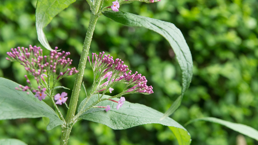 Buddleja davidii 'Pink Delight' цветки