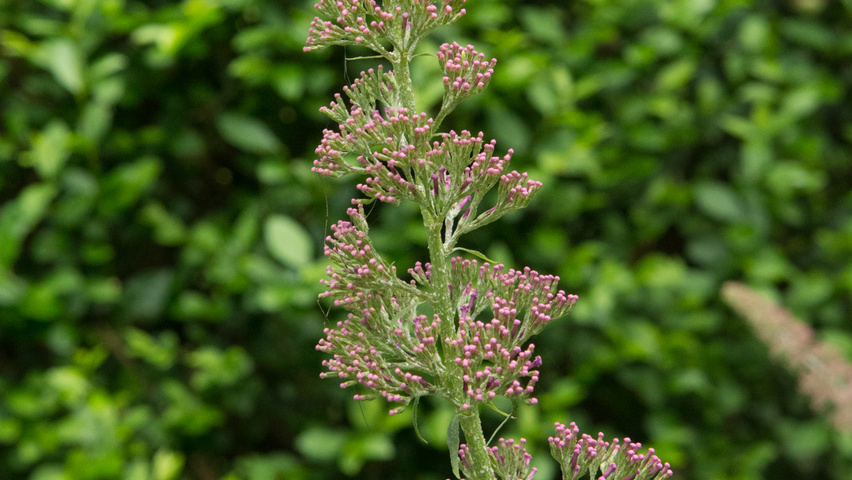 Buddleja davidii 'Pink Delight' цветки