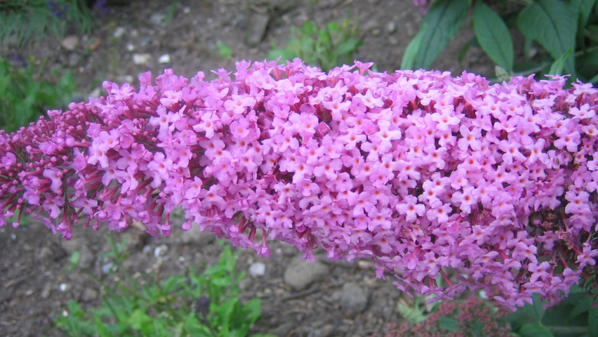 Buddleja davidii 'Pink Delight' цветки