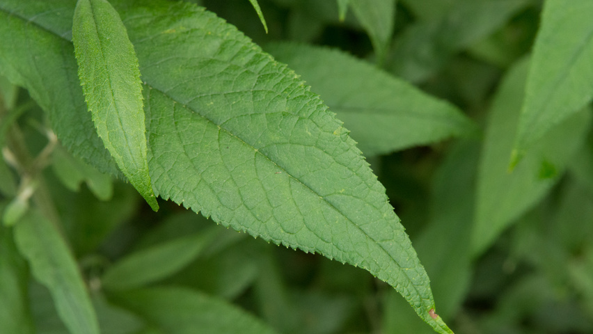 Buddleja davidii 'Pink Delight' листья
