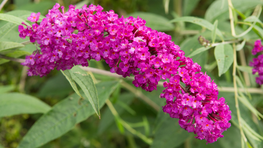 Buddleja davidii 'Royal Red' kwiaty