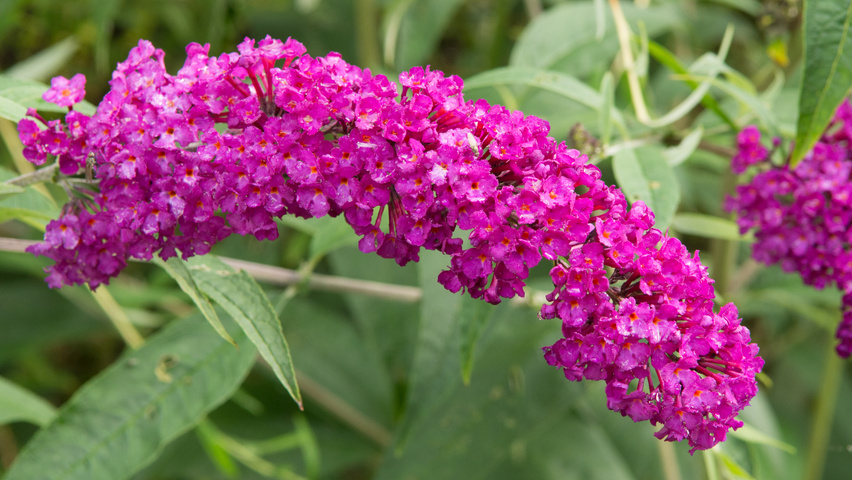 Buddleja davidii 'Royal Red' kwiaty