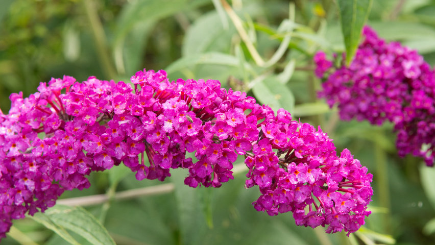 Buddleja davidii 'Royal Red' kwiaty