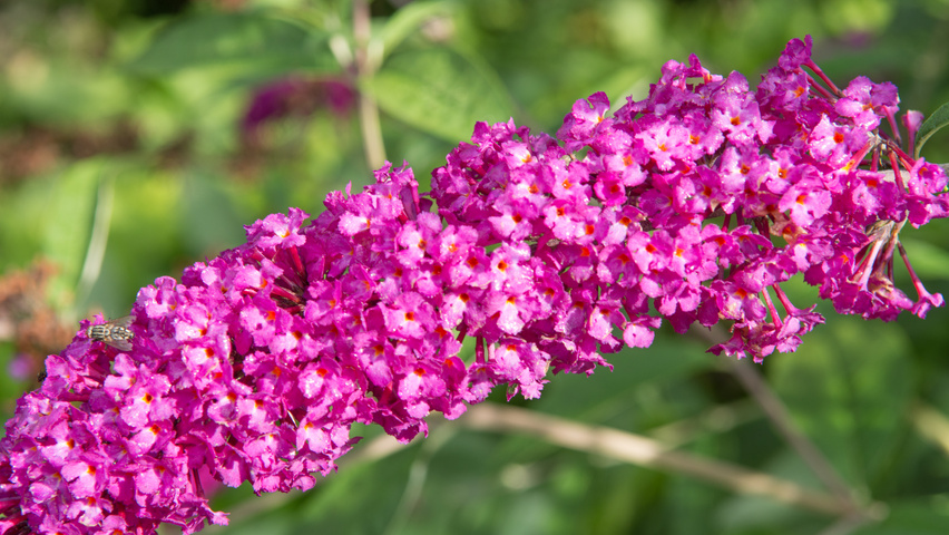Buddleja davidii 'Royal Red' kwiaty