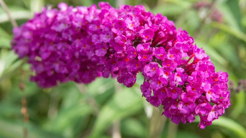 Buddleja davidii 'Royal Red' kwiaty