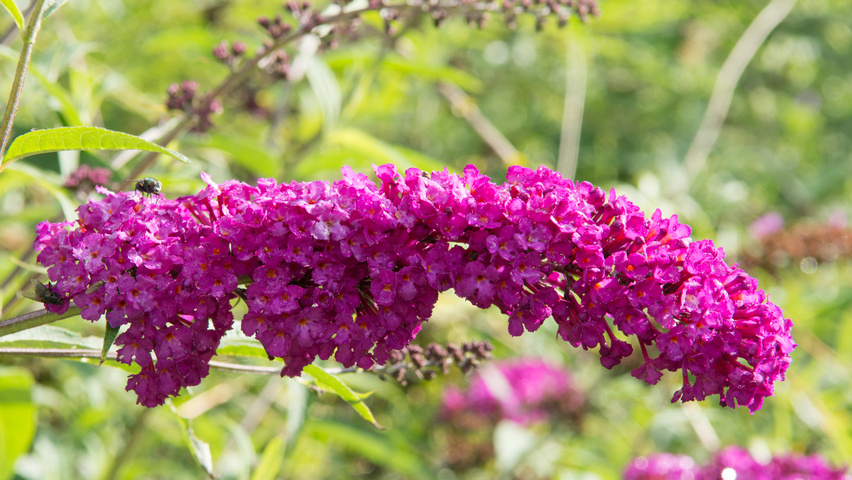 Buddleja davidii 'Royal Red' kwiaty