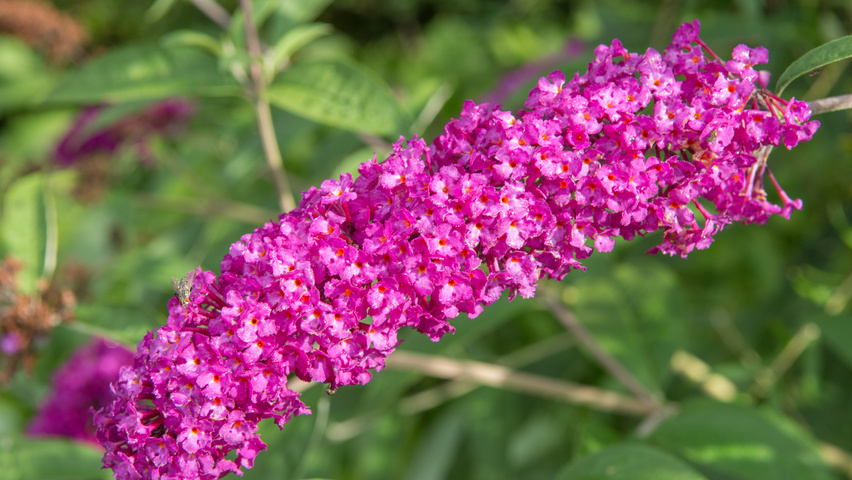 Buddleja davidii 'Royal Red' kwiaty