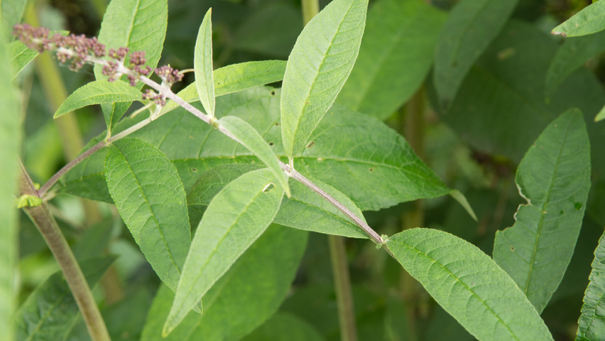 Buddleja davidii 'Royal Red' liście