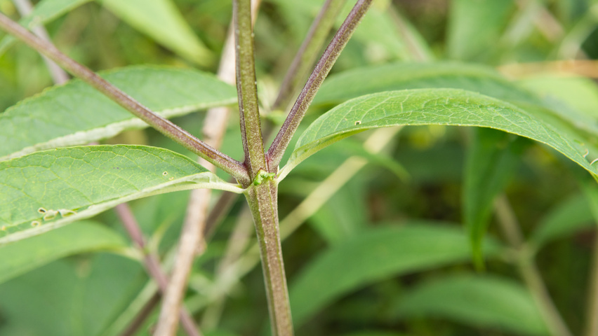 Buddleja davidii 'Royal Red' pędy