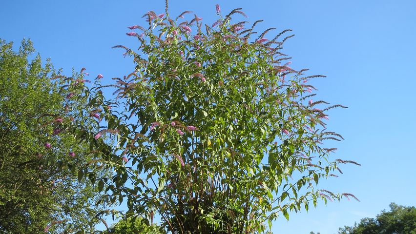 Buddleja davidii solitair heesters
