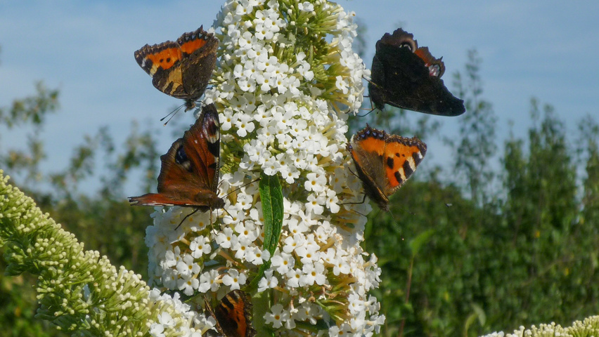 Buddleja davidii 'White Profusion' kwiaty