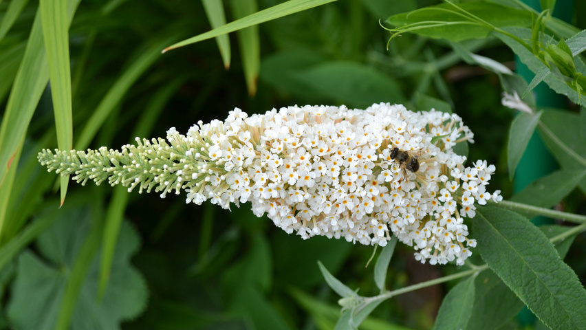 Buddleja davidii 'White Profusion' kwiaty