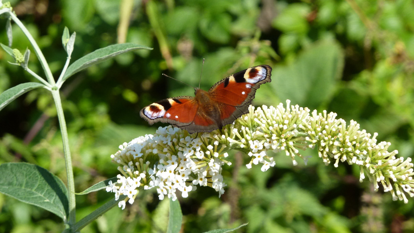 Buddleja davidii 'White Profusion' kwiaty