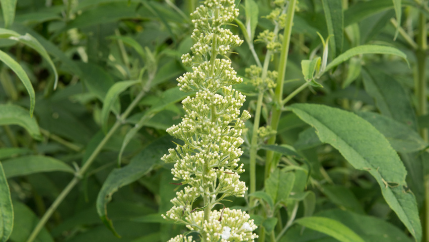 Buddleja davidii 'White Profusion' kwiaty