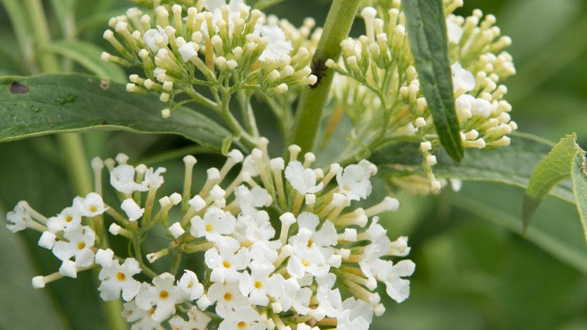 Buddleja davidii 'White Profusion' kwiaty