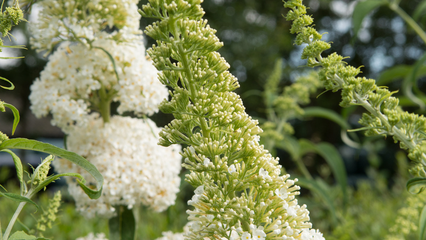 Buddleja davidii 'White Profusion' kwiaty