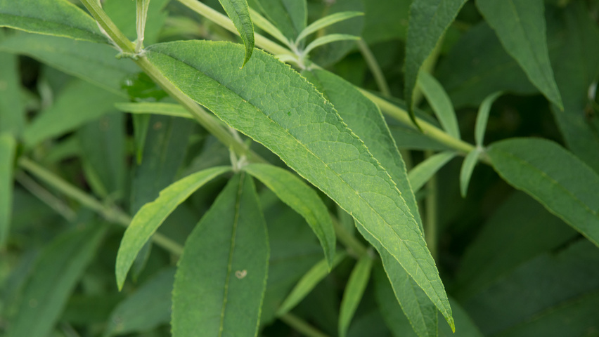 Buddleja davidii 'White Profusion' liście