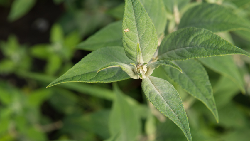 Buddleja x 'Blue Chip' bloem