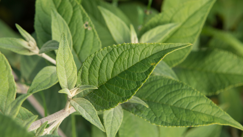 Buddleja x 'Blue Chip' blad
