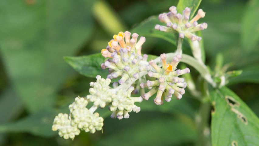 Buddleja x weyeriana 'Sungold' kwiaty