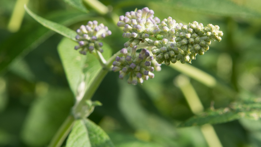 Buddleja x weyeriana 'Sungold' kwiaty