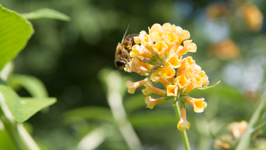 Buddleja x weyeriana 'Sungold' kwiaty