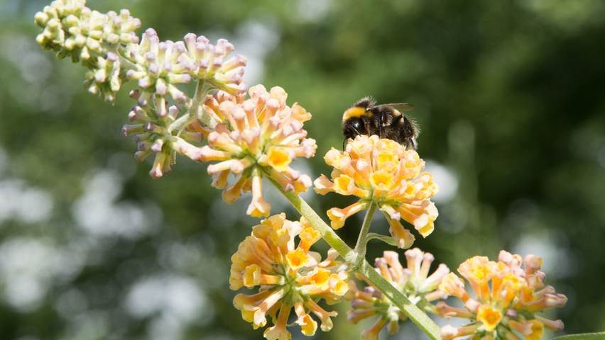 Buddleja x weyeriana 'Sungold' kwiaty