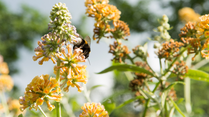Buddleja x weyeriana 'Sungold' kwiaty