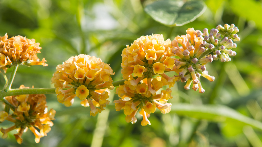 Buddleja x weyeriana 'Sungold' kwiaty