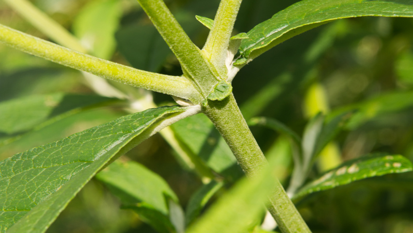 Buddleja x weyeriana 'Sungold' pędy