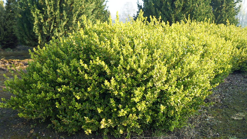 Buxus microphylla 'Faulkner' globe