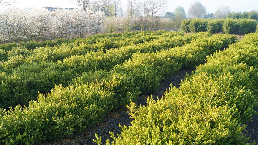 Buxus microphylla 'Faulkner' hedge
