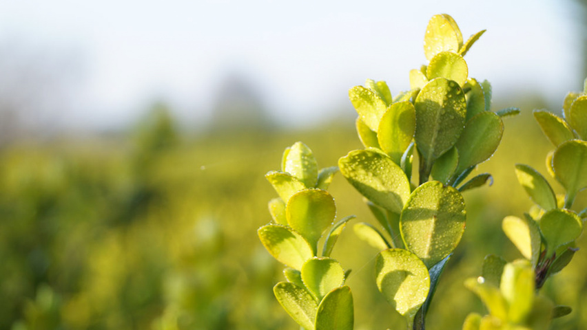 Buxus microphylla 'Faulkner' leaves
