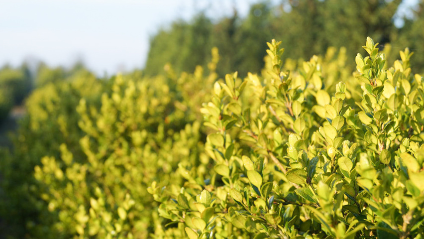 Buxus microphylla 'Faulkner' leaves
