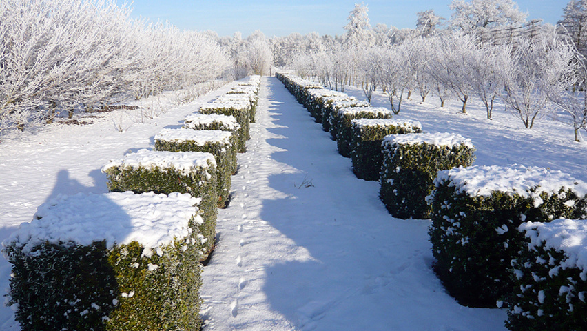 Buxus sempervirens блок