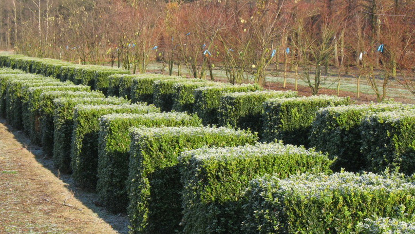 Buxus sempervirens блок