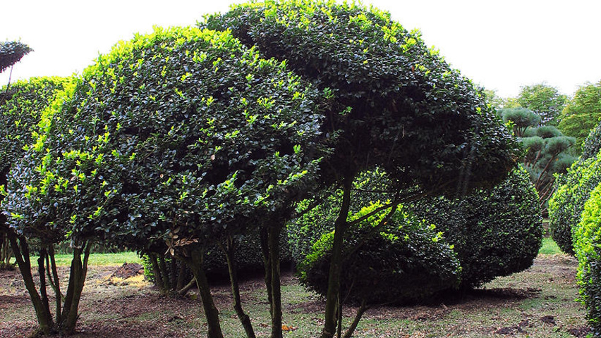 Buxus sempervirens бонсай