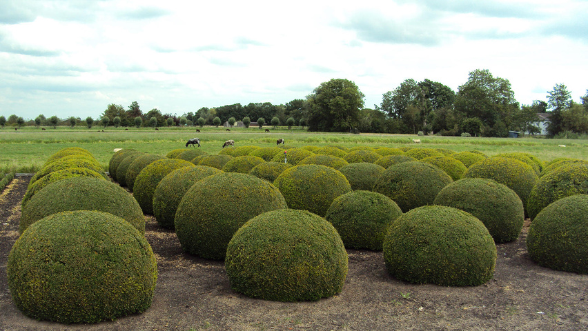 Buxus sempervirens чаша