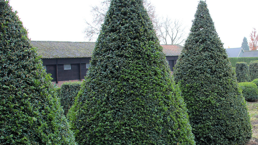 Buxus sempervirens конус