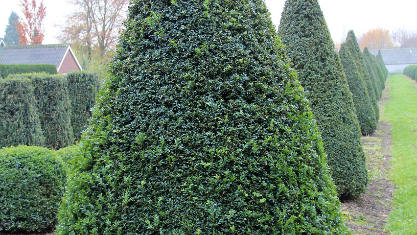 Buxus sempervirens конус
