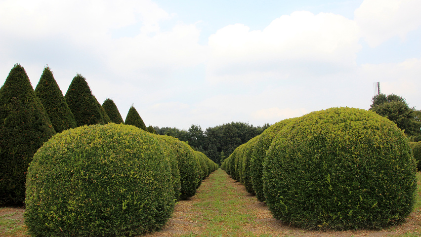 Buxus sempervirens шар