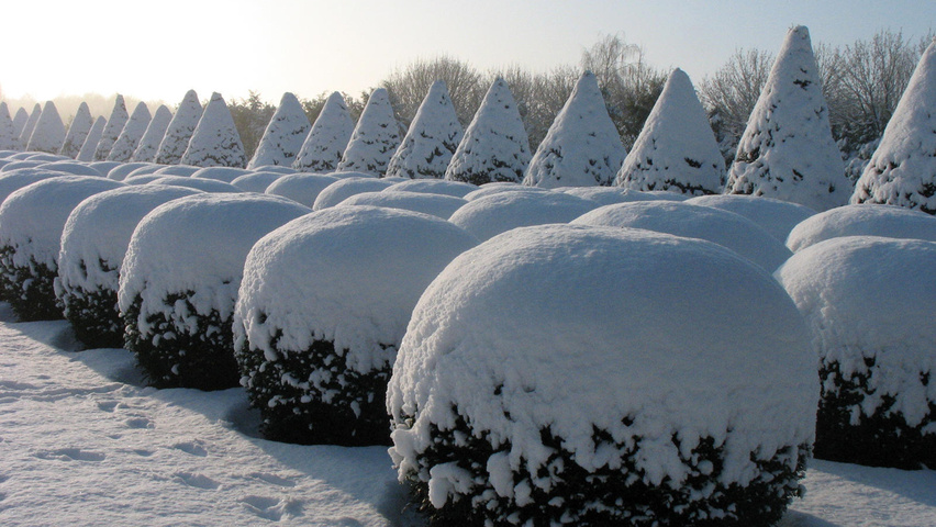 Buxus sempervirens шар