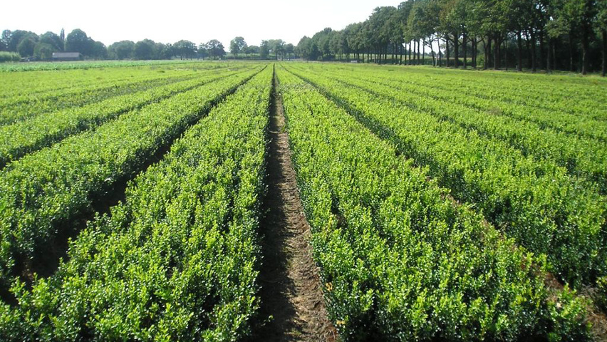 Buxus sempervirens живая изгородь