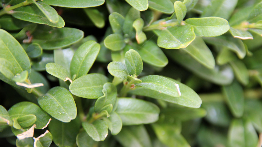 Buxus sempervirens листья
