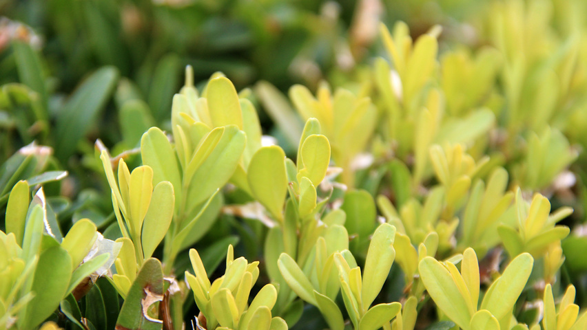 Buxus sempervirens листья