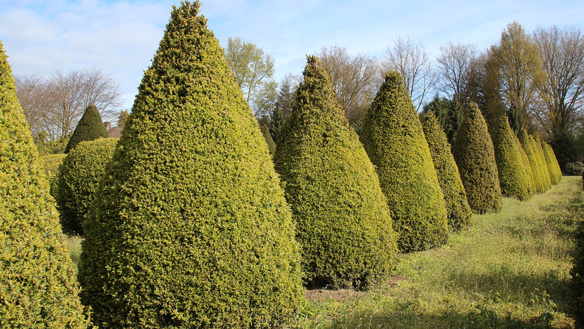 Buxus sempervirens 'Myrtifolia' Kegel