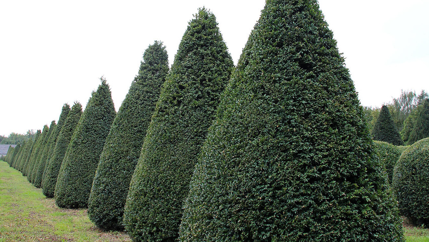 Buxus sempervirens 'Myrtifolia' Kegel
