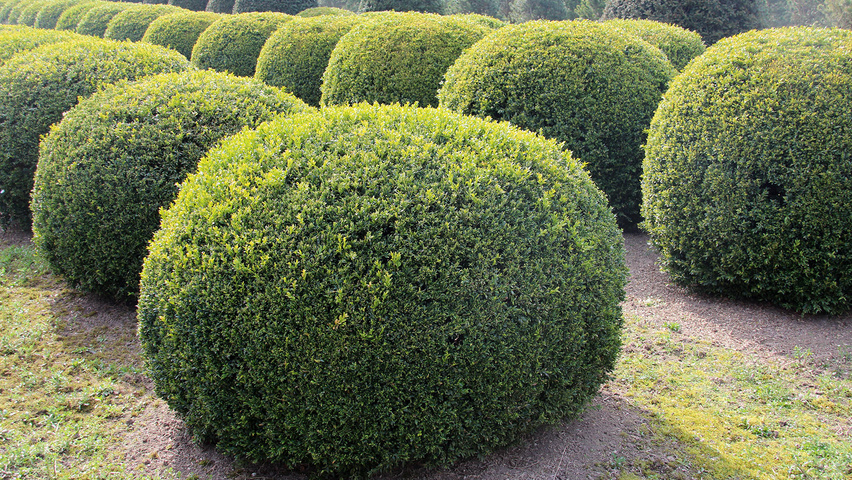 Buxus sempervirens Myrtifolia TreeEbb C